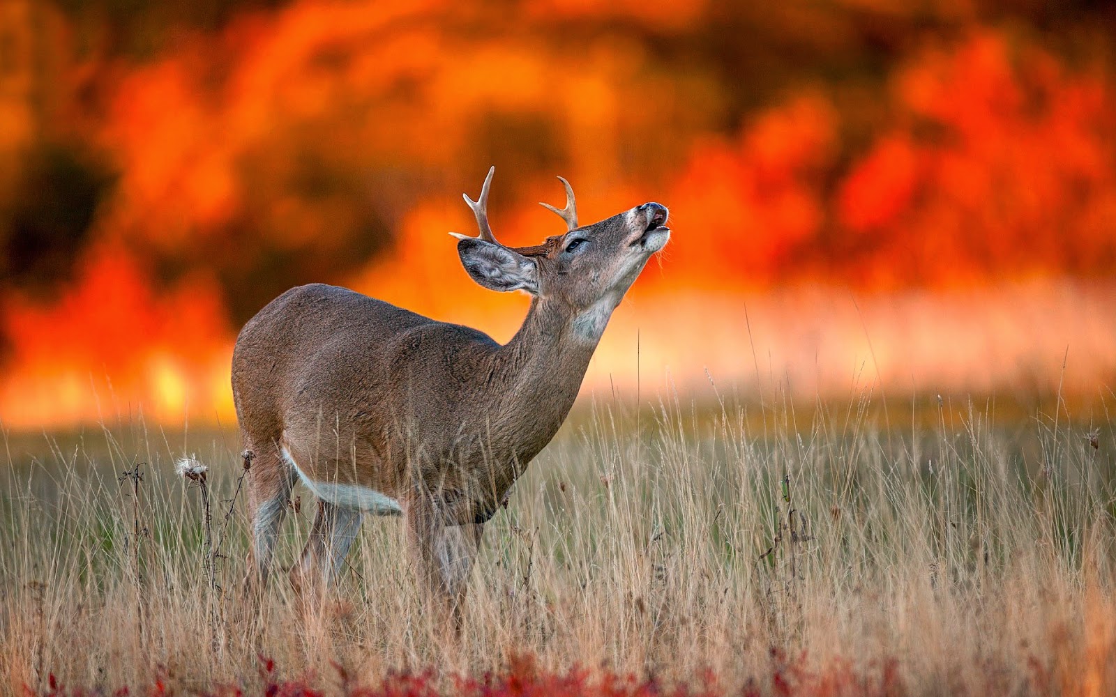 photo-of-a-deer-with-a-wildfire-in-the-b