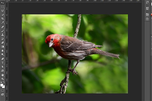 edit_bird_photoshop_1.thumb.jpg.ac8099f6