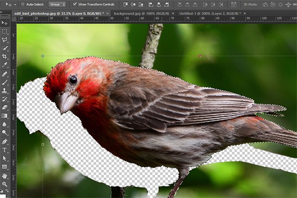 edit_bird_photoshop_4.thumb.jpg.02a16823