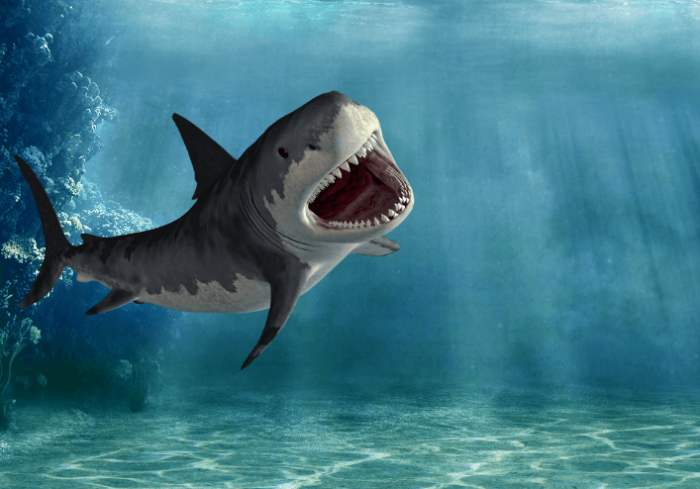 13_add_requin.PNG