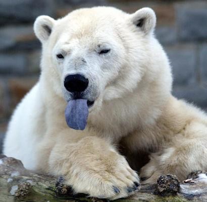 polar-bear-sticking-out-tongue.thumb.jpg