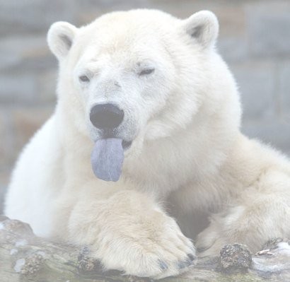 polar-bear-sticking-out-tongue1.thumb.jp