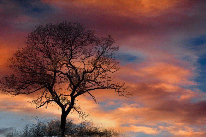 tree-sunset.jpg