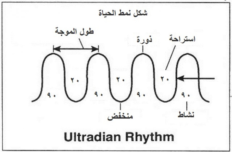 ultradian-rhythm.jpg