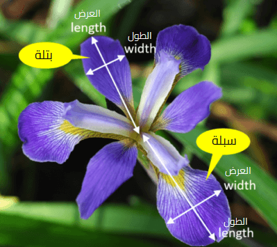 002 سمات زهرة ايرس